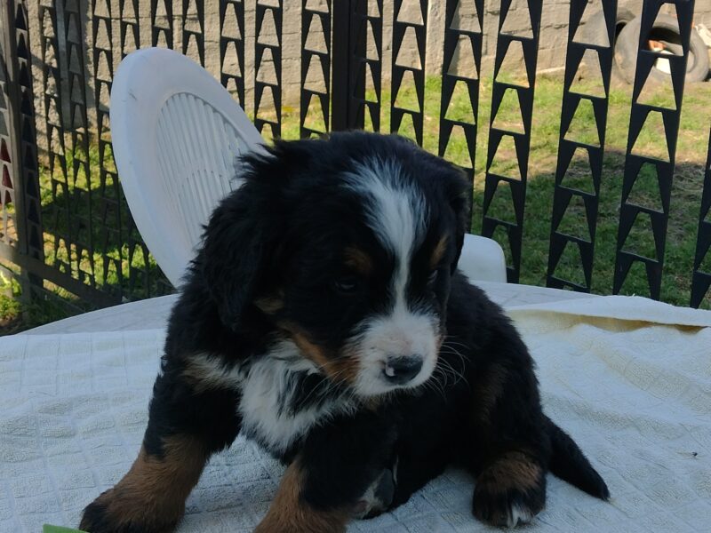 Bernese Mountain Dog puppies for sale