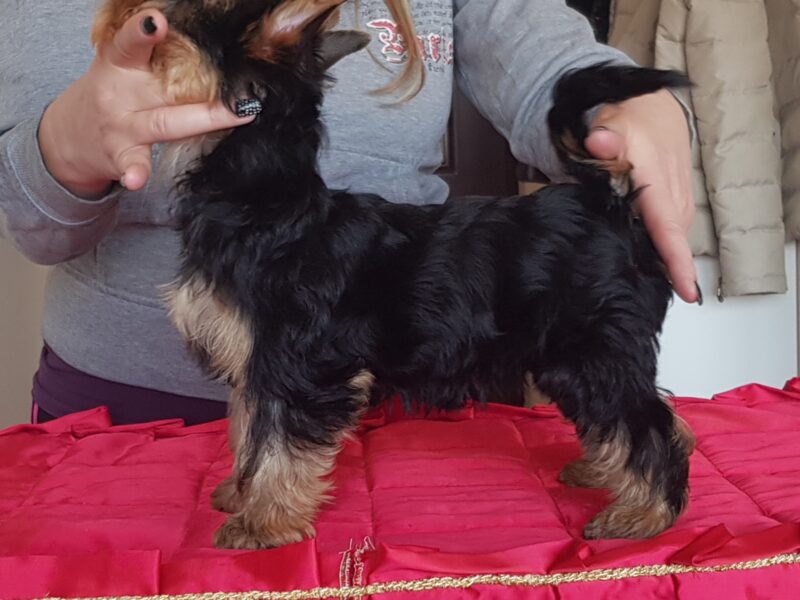 Male Yorkshire terrier