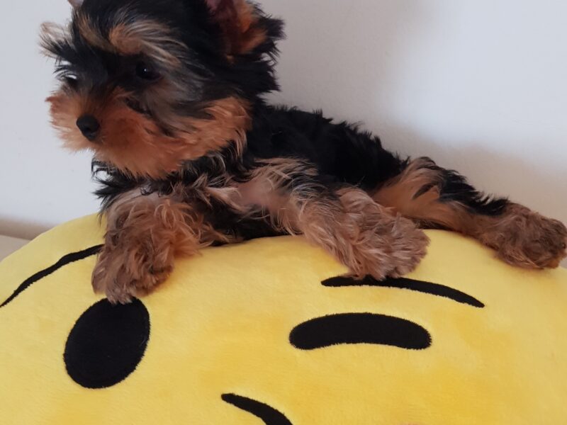 Male Yorkshire terrier