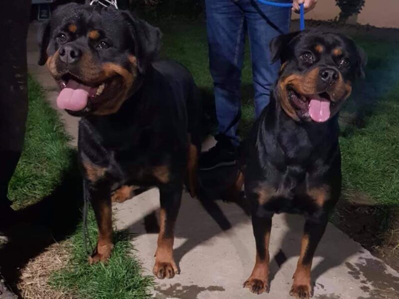 ROTTWEILER - puppies for sale