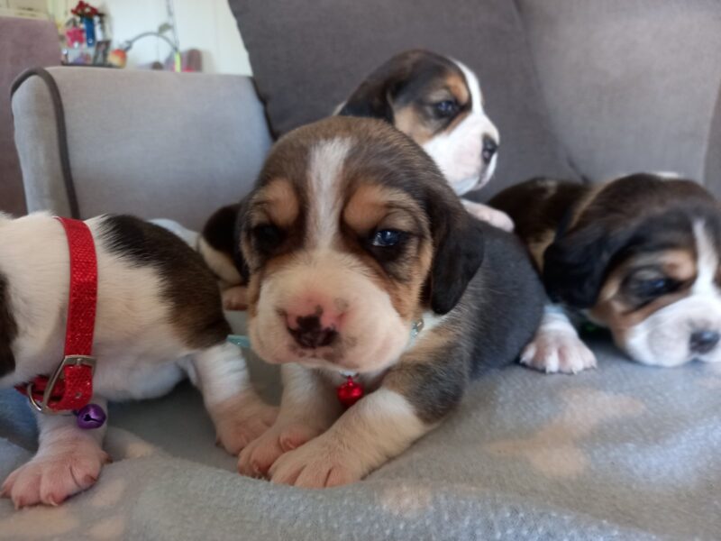 Beagle tricolor puppies