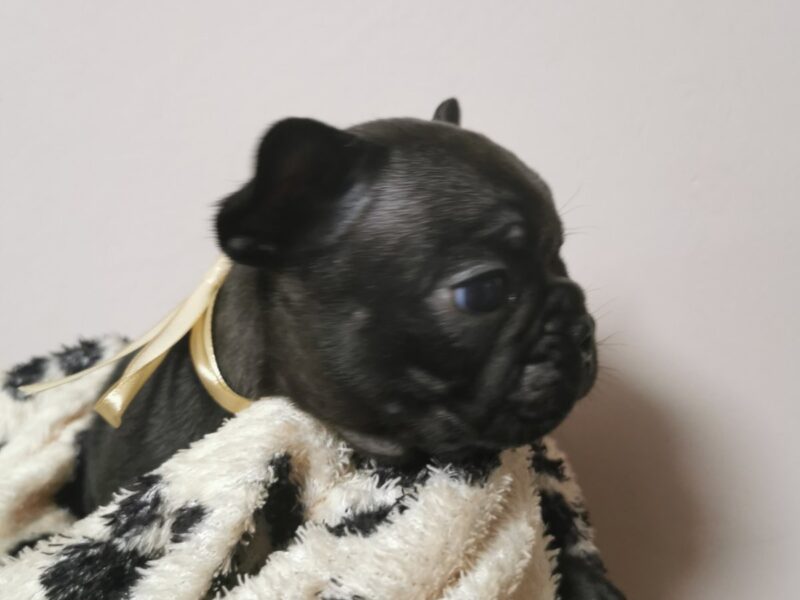 French Bulldog 4 standard brindle males for reservations