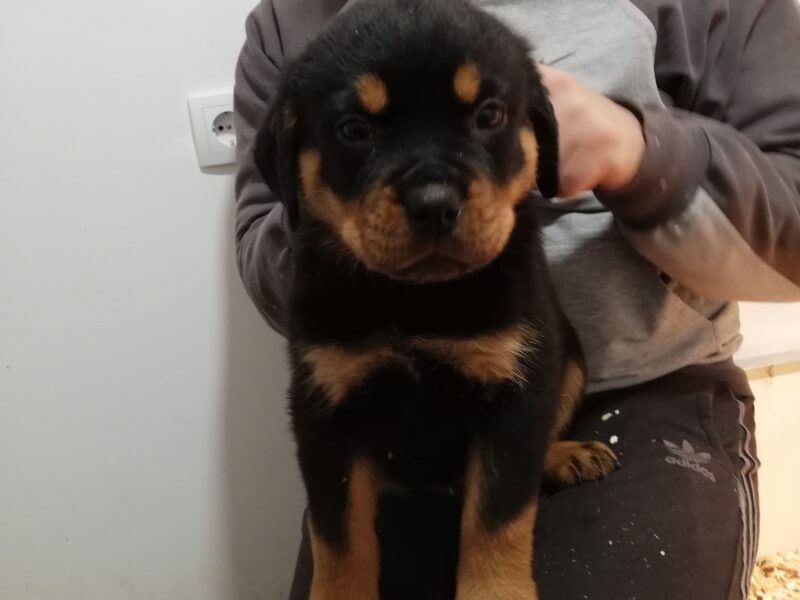 ROTTWEILER - puppies for sale