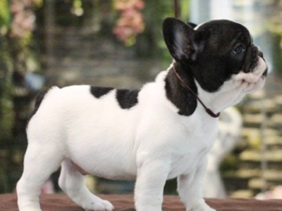 Here comes our beautiful french bulldog puppies