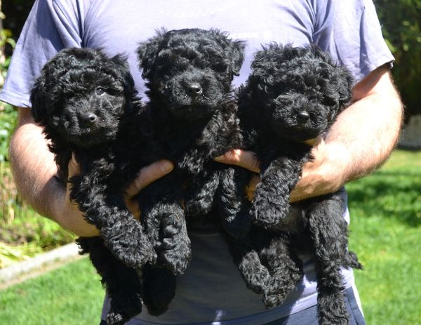Three black female PULI Puppies are available