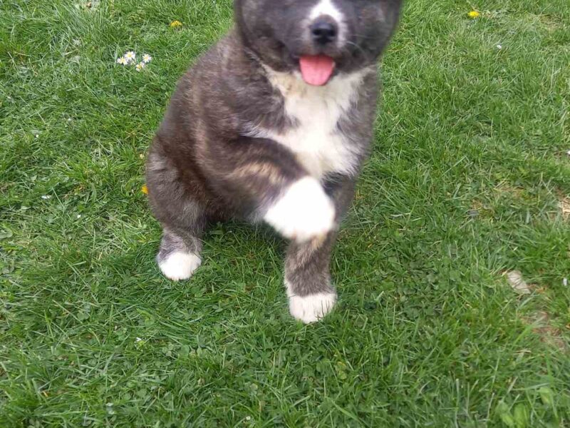 Japanese Akita Inu puppies for sale