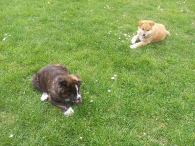 Japanese Akita Inu puppies for sale