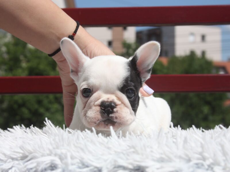 French bulldogs puppies for sale