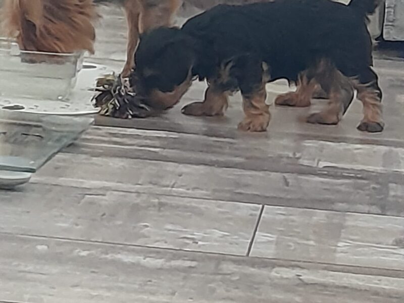 Puppy for sale YORKSHIRE TERRIER
