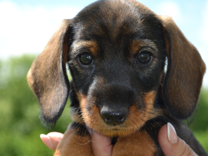 Miniature wirehaired dachshund