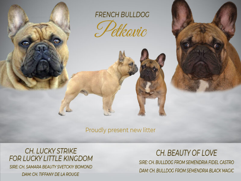 French Bulldog Serbia