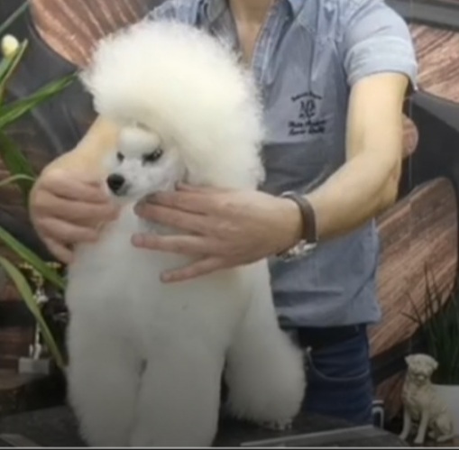 Male puppy mini white poodle