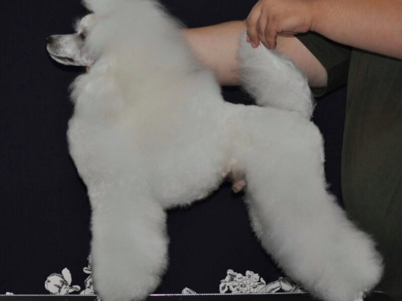 Male white medium poodle