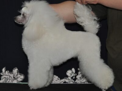 Enzo miniature male from toy parents white