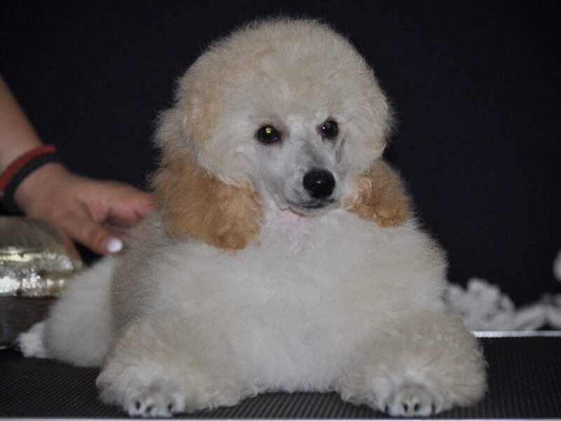 Male puppy mini white poodle