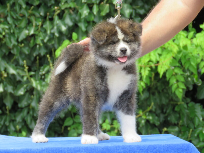 Japanese Akita Puppy