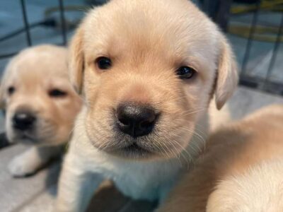 Adorable lovely Labrador retriever puppies for sale