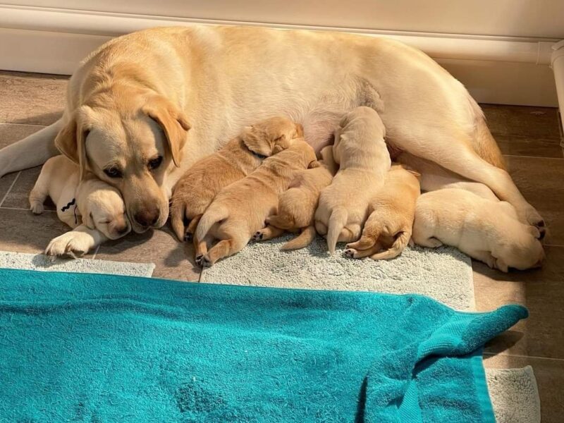 Adorable lovely Labrador retriever puppies for sale