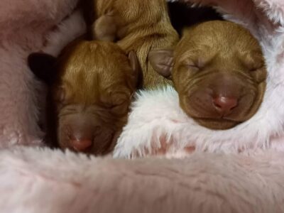 Hungarian wirehaired vizsla pupps