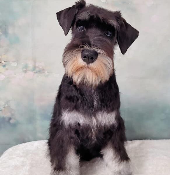 Miniature Schnauzers Black and Silver puppies