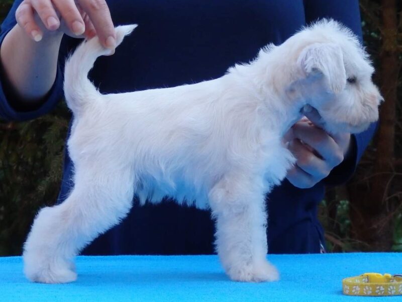 White miniature schnauzer puppies