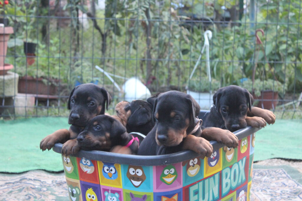 Dobermann Dogs Jelena Dog Shows