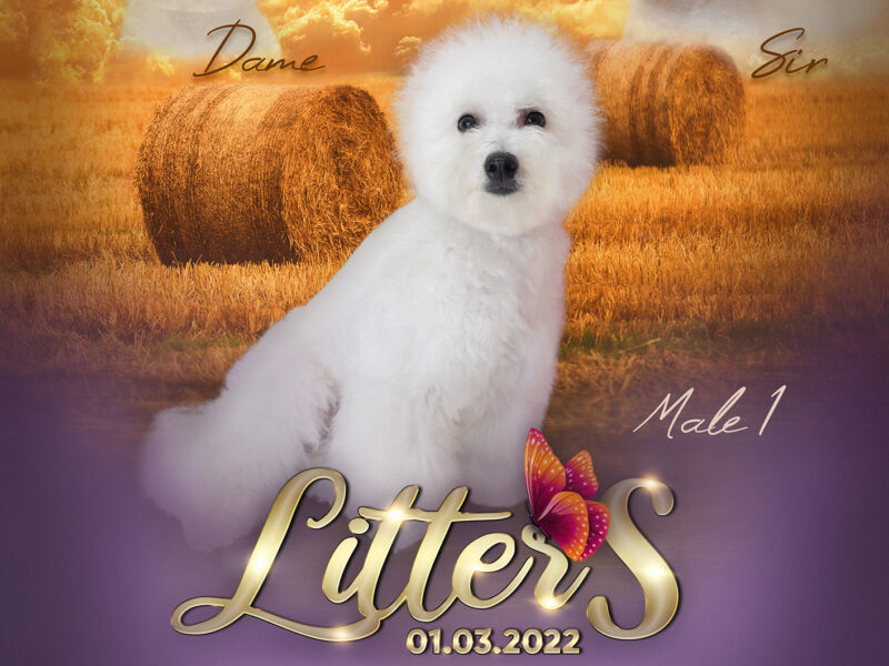 Bichon Frise puppies for dog shows and home, FCI-UKU kennel