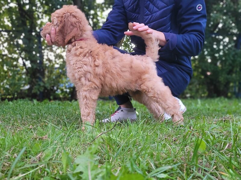 Aurora Sunstone Kennel presents a new litter of fawn standard poodles