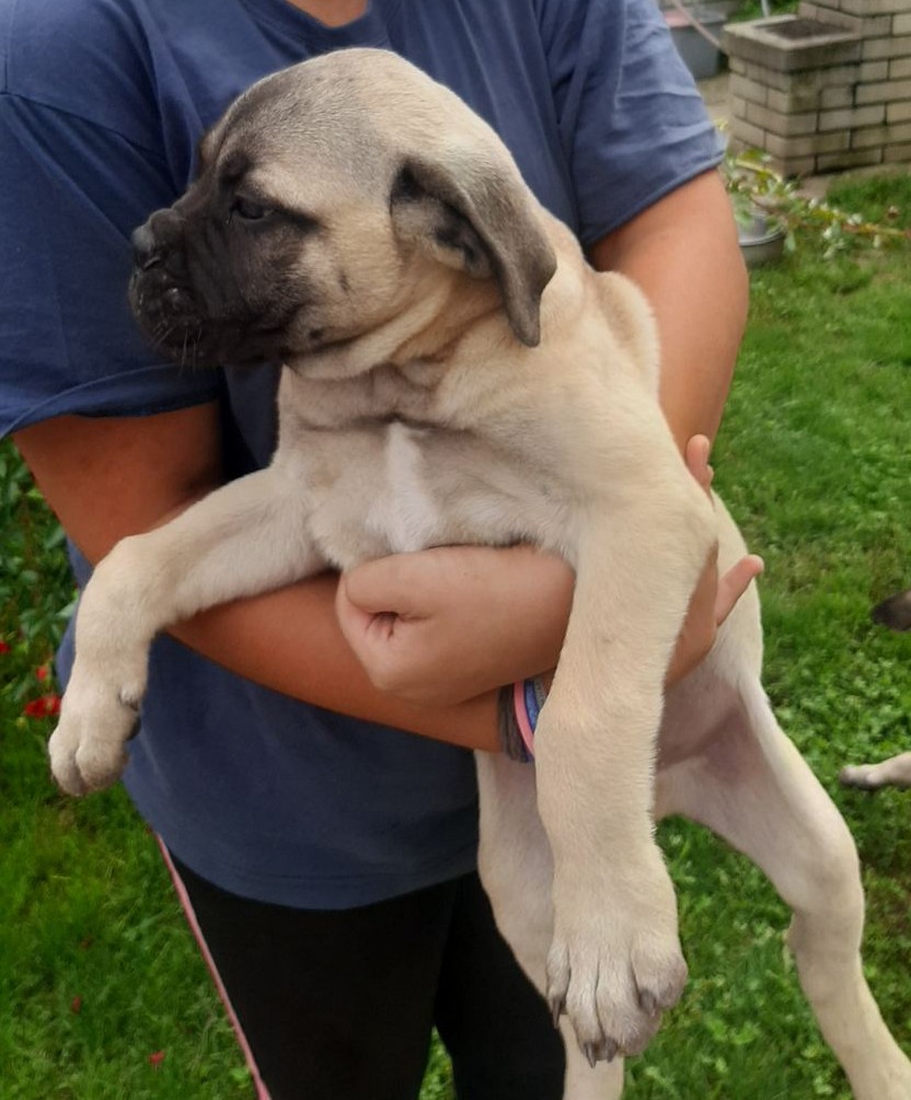 Champs babys BULLMASTIFF Dogs Jelena Dog Shows