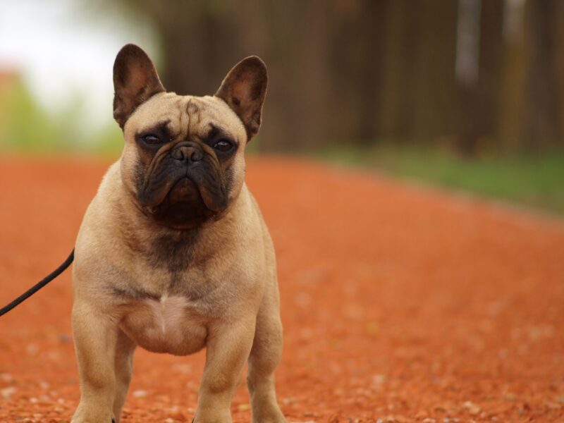 Zevs French Bulldog for stud