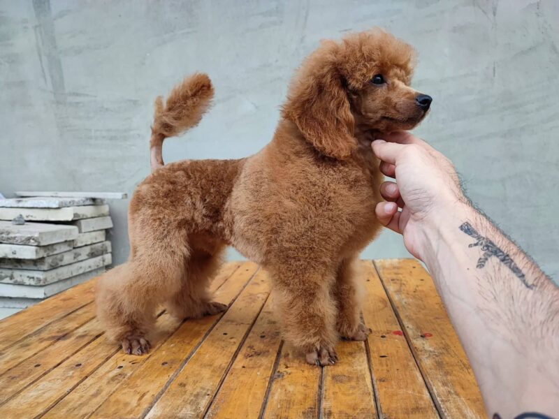 Red poodle puppies