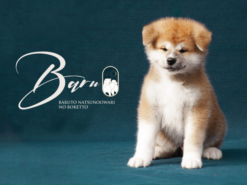Top Bloodline Show Quality Japanese Akita Puppies from Boketto Kennel