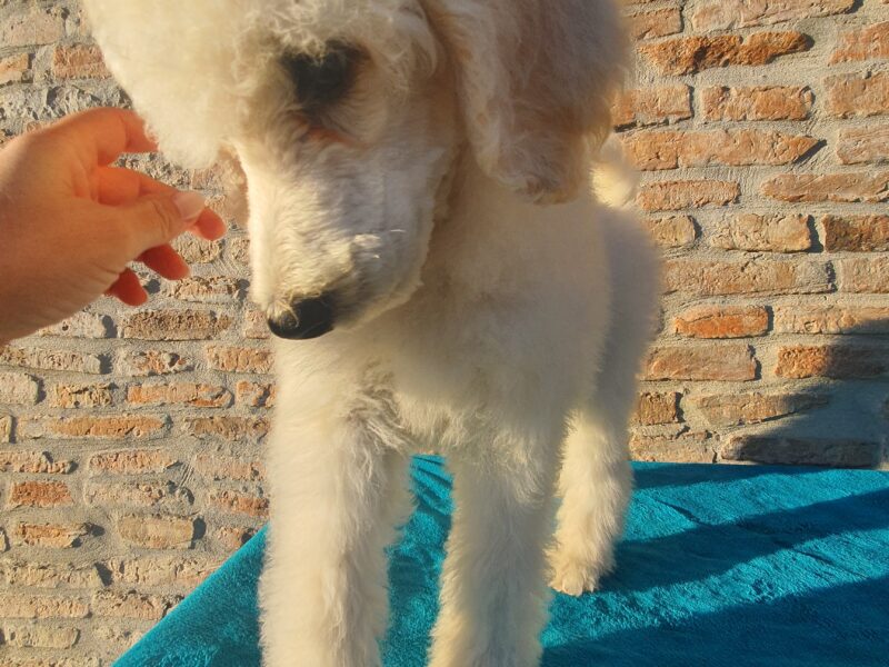 White poodle standard puppies