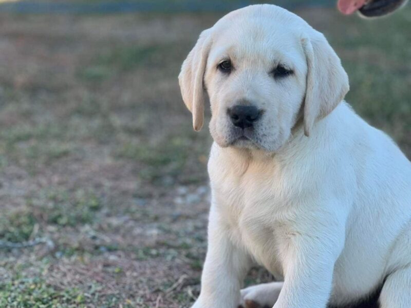 Labrador retrievers puppies, show quallity