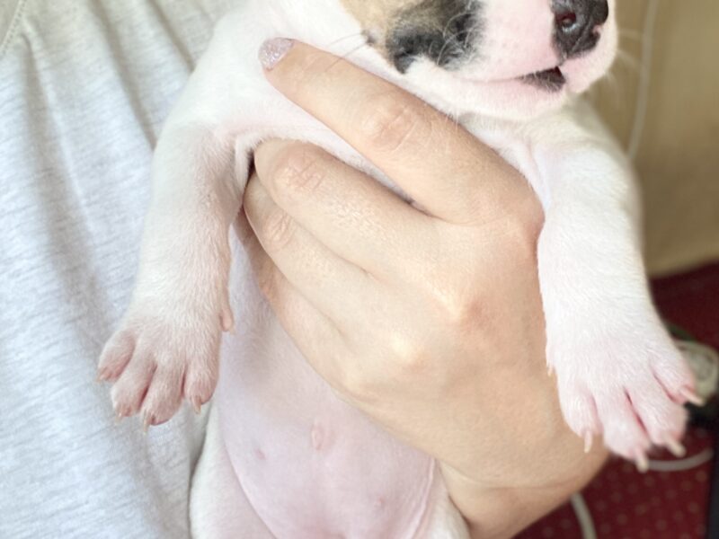 Puppies American Bully