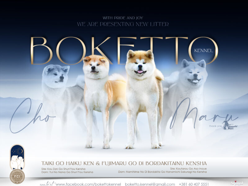Top Bloodline Show Quality Japanese Akita Puppies from Boketto Kennel