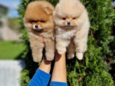 Beautiful Pomeranian Puppies