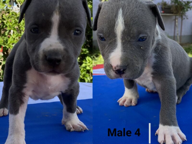 American Staffordshire Terrier Blue Puppies