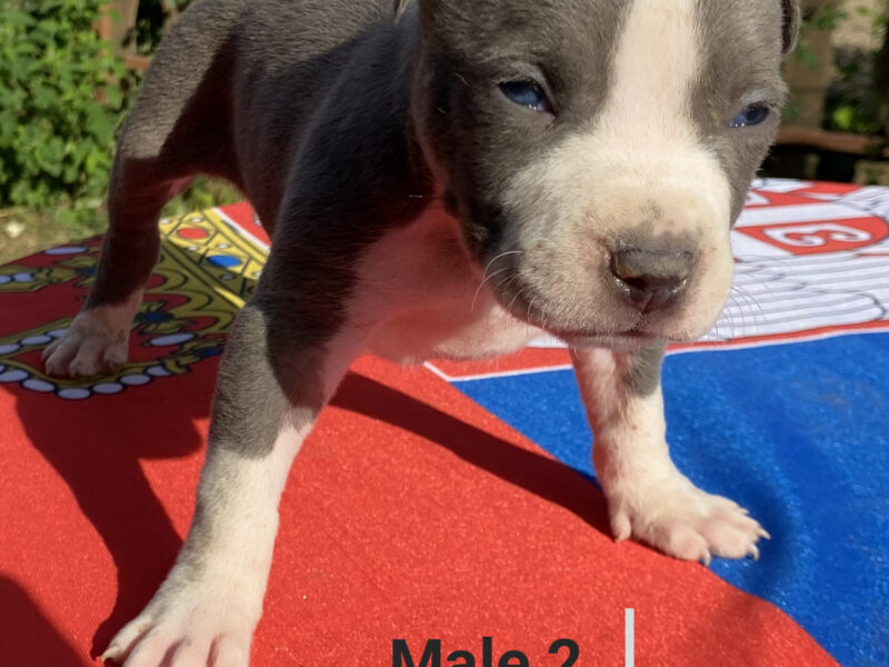 American Staffordshire Terrier Blue Puppies