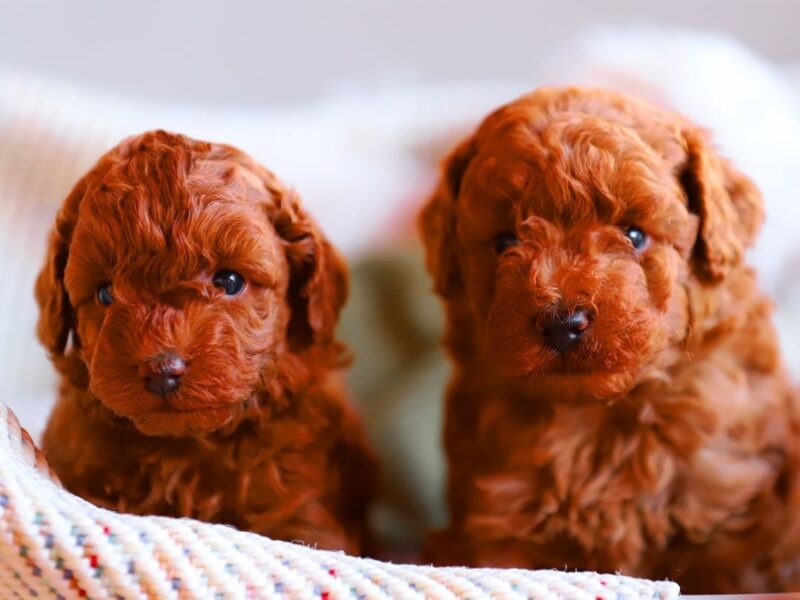 RED POODLE PUPPIES