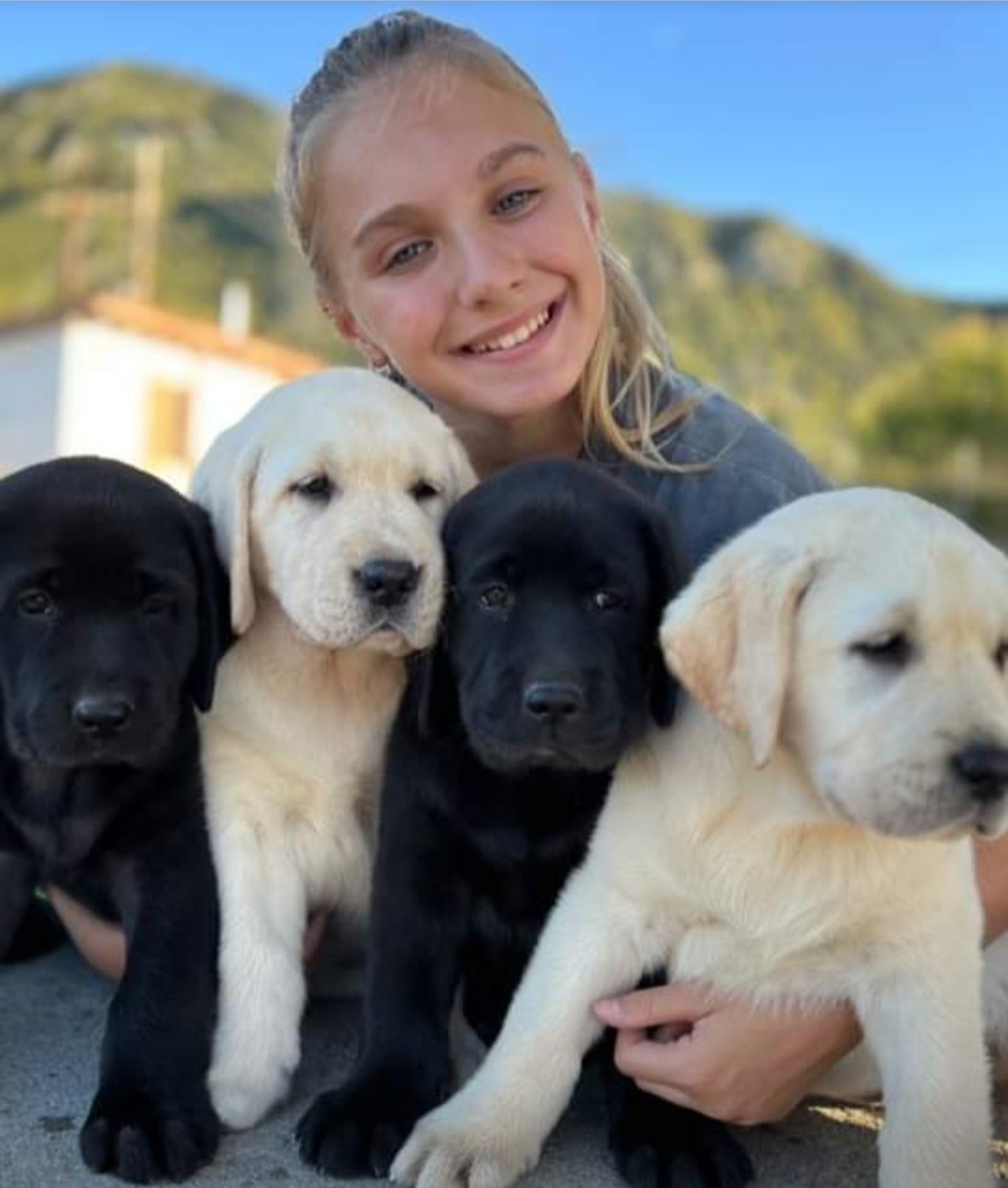 Labrador retrievers puppies, show quallity Dogs Jelena Dog Shows