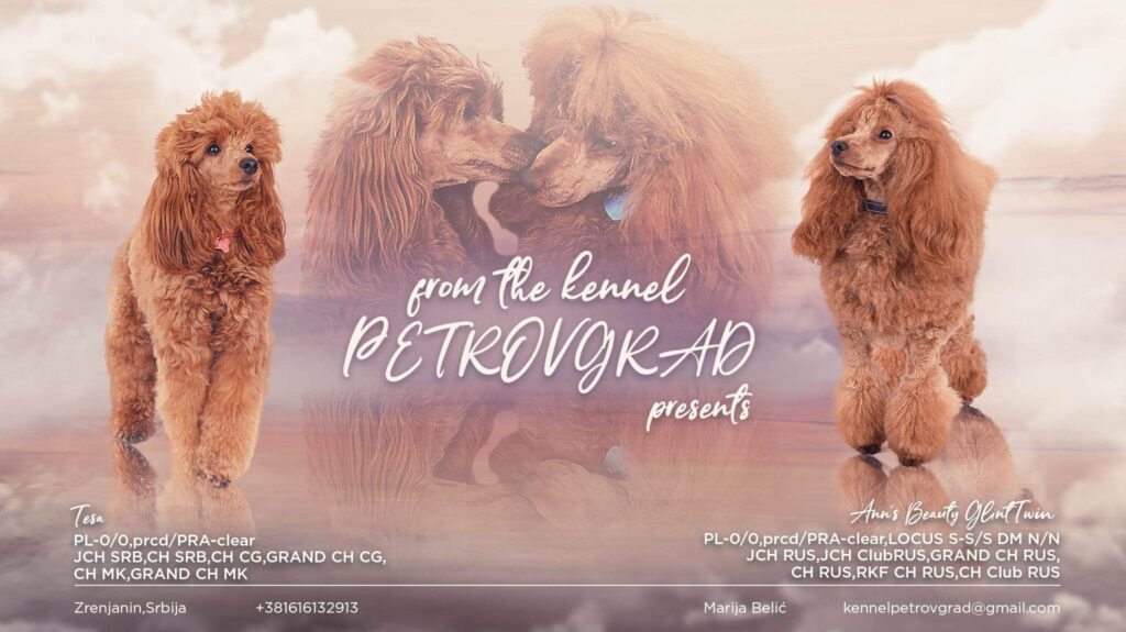 Poodle Puppies for Sale – Dogs Jelena Dog Shows
