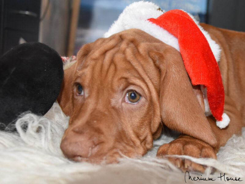 Amazing Vizsla male and female puppies for sale