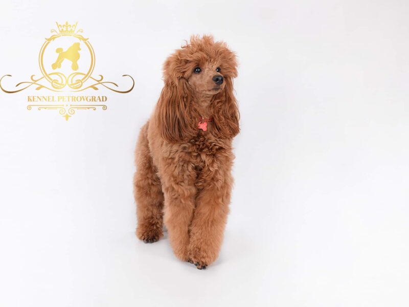 Poodle Puppies for Sale