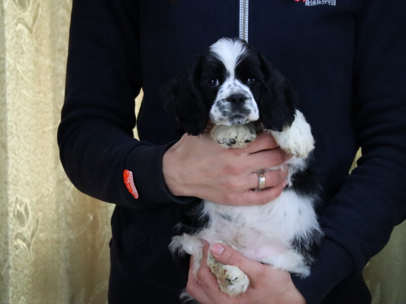 American Cocker Spaniel for Show from Breeder