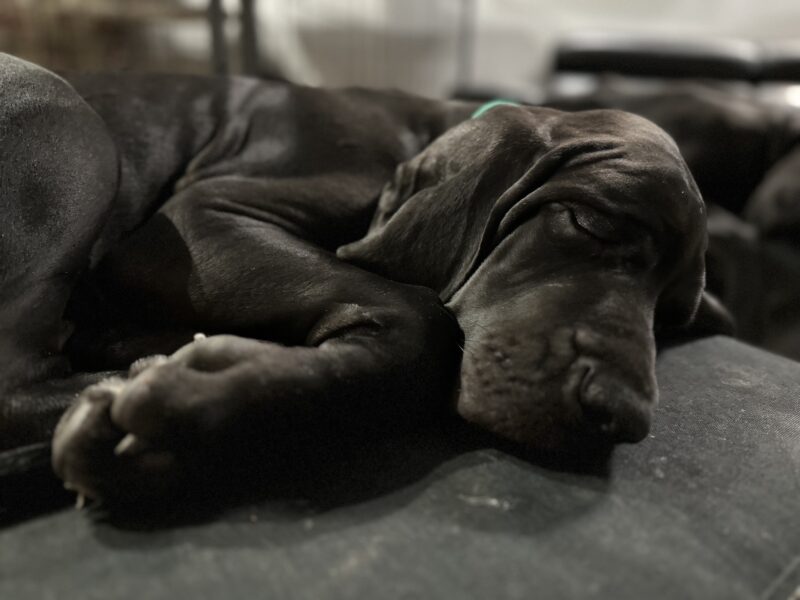 Puppies Male Great Dane