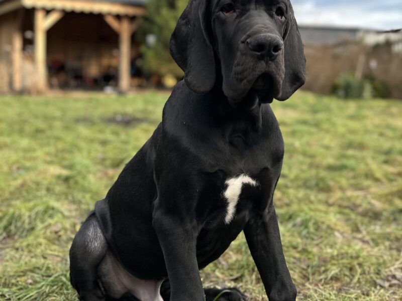 Puppies Male Great Dane