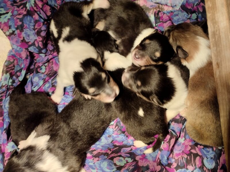 Rough Collies puppies for sale