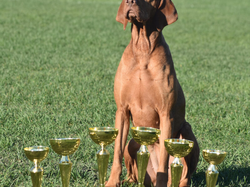 Amazing Vizsla male and female puppies for sale