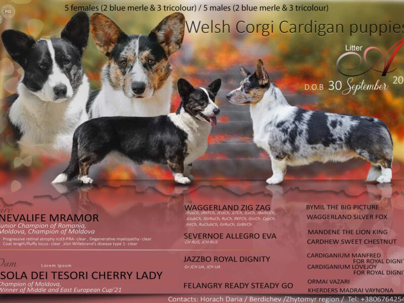 Welsh Corgi Cardigan puppy